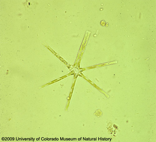 Photo of Diatoms