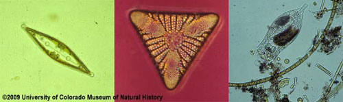 Photo of Composite of Diatoms