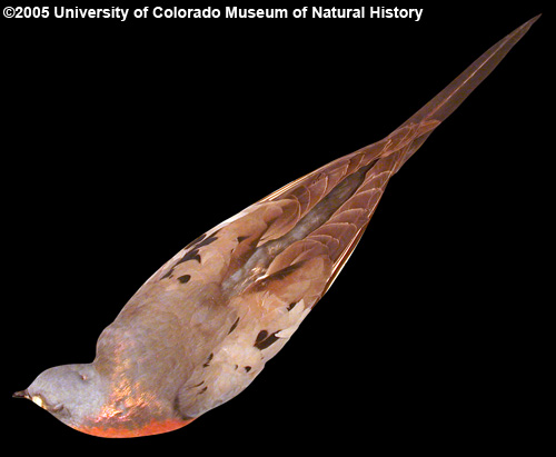 Images of passenger pigeon
