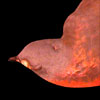 Thumbnail image of passenger pigeon