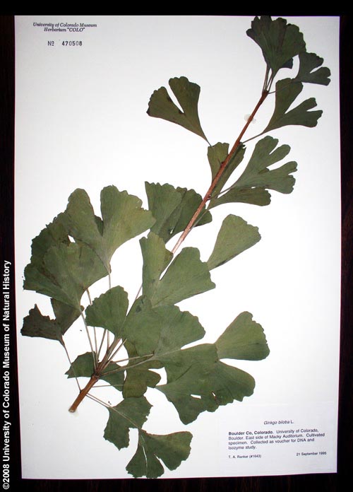 Photo of herbarium specimen of ginkgo