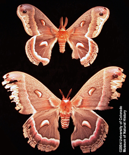 Photo of Cercropia Moth
