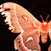 Thumbnail image of cecropia moth