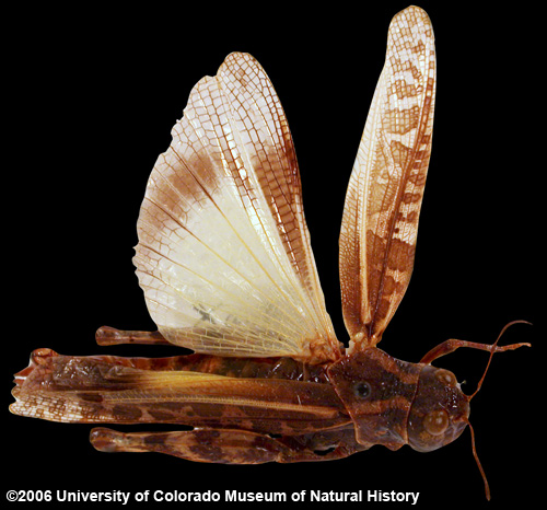 Photo of grasshopper specimen