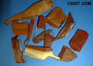 Photo of brazilwood chips