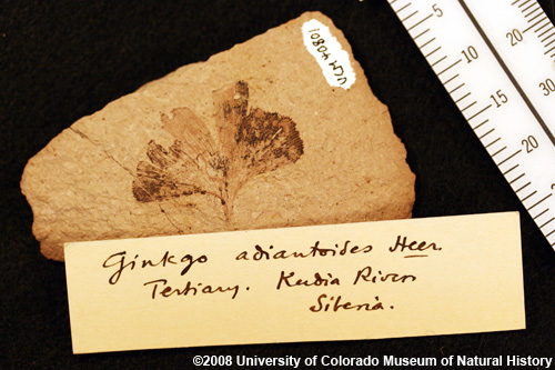 Photo of ginkgo fossil