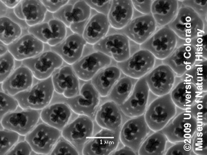 Closeup photo of pores on diatom