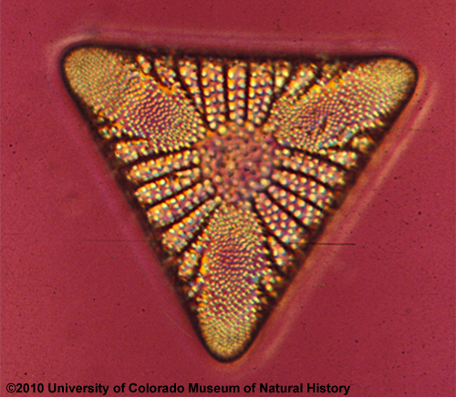 photo of diatom