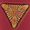 thumbnail of diatom
