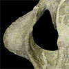Thumbnail image of brontothere skull