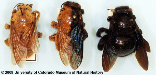 Photo of gynandromorph carpenter bee compared to typical male and female bees