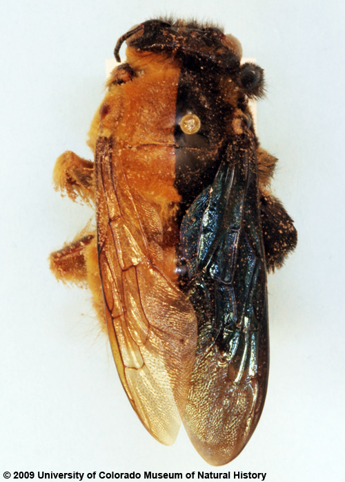 Photo of gynandromorph carpenter bee