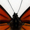 Thumbnail image of monarch