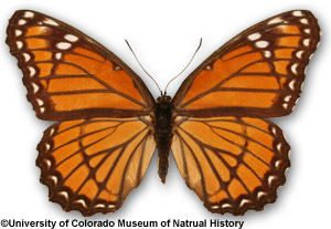 Photo of Viceroy butterfly