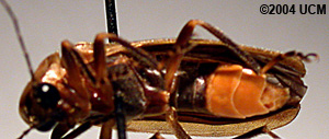 Ventral view of a Firefly
