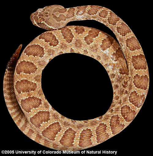 Photo of Rattlesnake