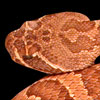 Thumbnail image of rattlesnake