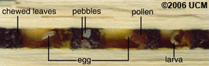 Image of cross-section of bee nest