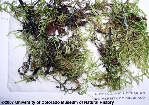 Photo of moss specimen