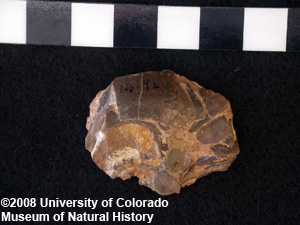 Photo of outside of fossil eggshell