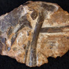 Thumbnail image of fossil eggshell