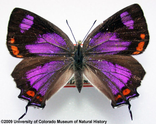 Photo of male Colorado hairstreak butterfly