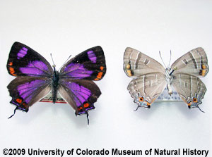 Photo of specimens of Colorado hairstreak butterfly, male and female