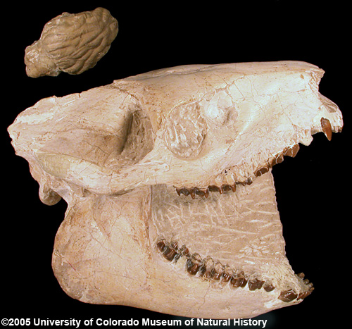 Photo of Merycoidon skull and endocast