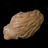 Thumbnail image of oreodont endocast