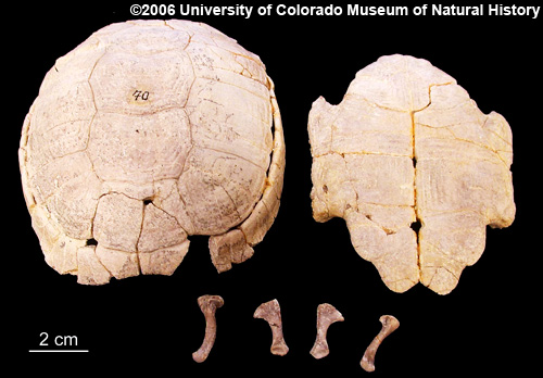 Photo of fossil tortoise shell