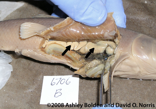 Photo of white sucker fish dissection