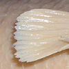 Thumbnail image of white sucker fin