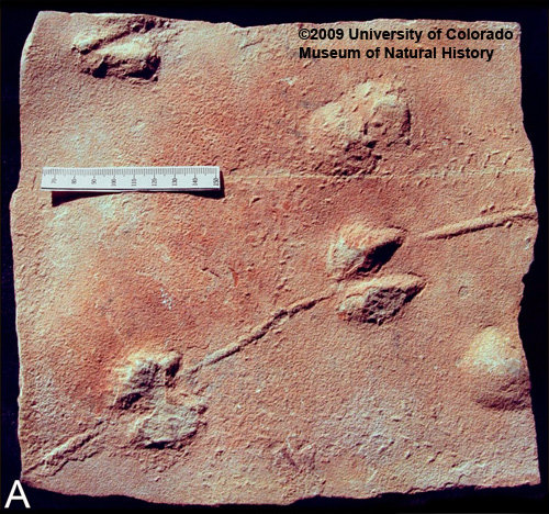 Figure A, photograph of a fossil trackway