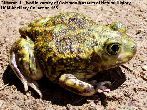 Photo of live Couch's spadefoot toad