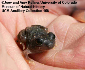 Photo of toadlet
