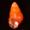 Thumbnail image of Hawaiian tree snails