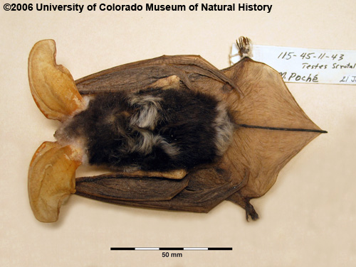 Photo of bat specimen