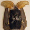 Thumbnail image of spotted bat specimen