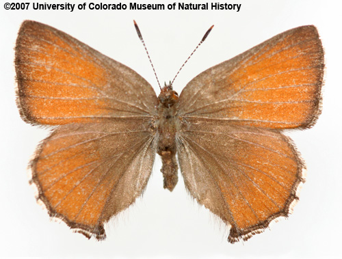 Photo of butterfly specimen