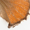 Thumbnail image of Moss's Elfin butterly