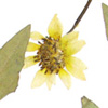 Thumbnail image of bush sunflower herbarium sheet