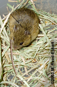 Photo of live Preble's meadow jumping mouse