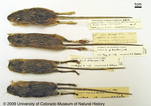 Photo of Preble's meadow jumping mouse museum specimens