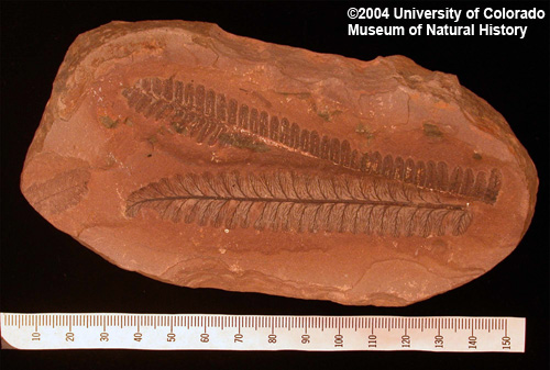 photo of fossil fern