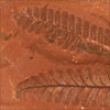 Thumbnail image of fossil fern