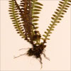 Thumbnail image of fern
