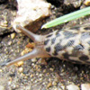 Thumbnail image of great gray garden slug