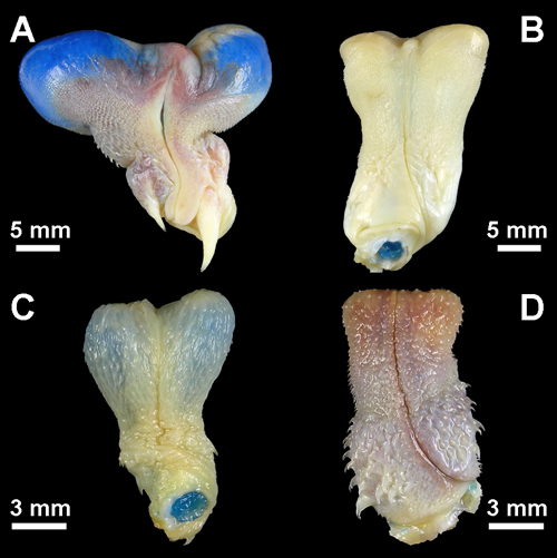 Photo of hemipenes of snakes and lizards