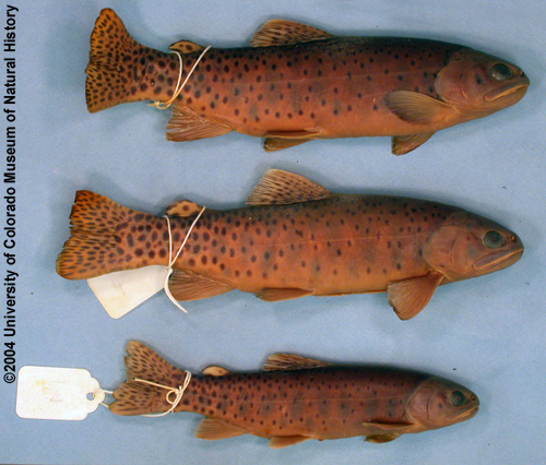 Photo of Greenback cutthroat trout