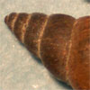 Thumbnail image of New Zealand mud snails